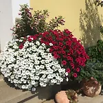 Rutarhof Rosegg