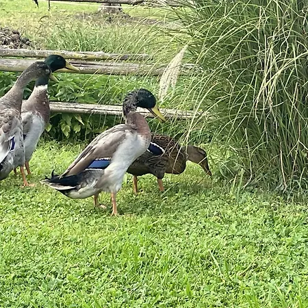 Rutarhof Apartament Rosegg