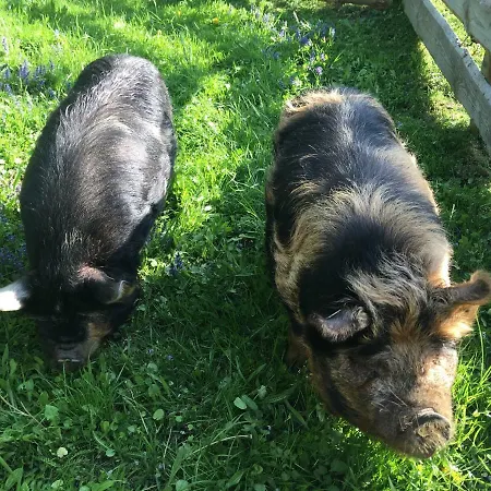 Rutarhof דירה רוסהג