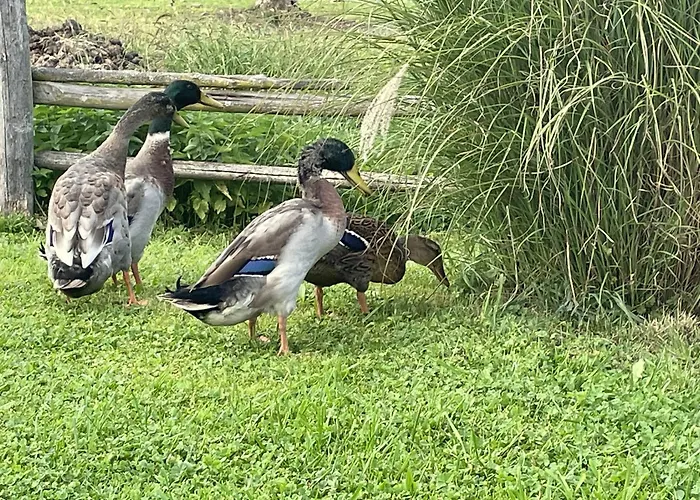 Rutarhof Апартаменты Розег