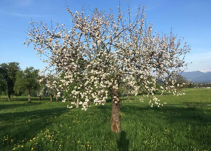 Rutarhof Апартаменты